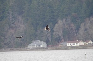 Spring Eagles   wiggsley